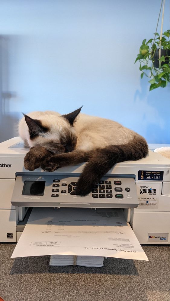 A cat sleeping on top of a printer
