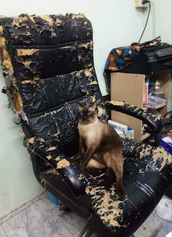 A brown cat sitting on a destroyed computer chair.