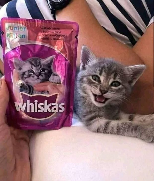 A grey kitten next to a pack of cat food, with a similar looking kitten on the pack.