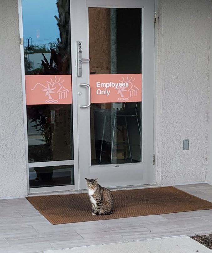 A brown and white cat sitting outside a shop