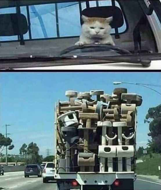 A cat appears to be driving a truck filled with cat trees