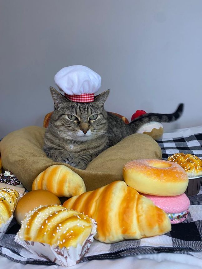 Gary, a brown cat, sits wearing a chef's hat surrounded by toy breads.