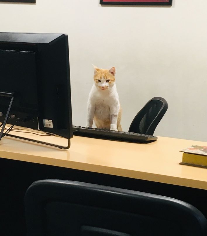 A ginger and white cat standing up behind a desk
