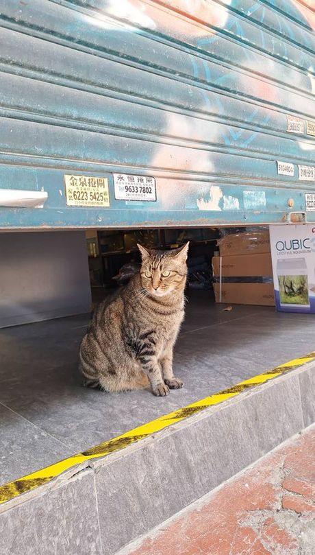 A brown cat sitting under a warehouse door shutter