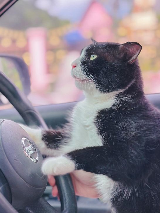 A white and black cat with two paws on a steering wheel inside a car.