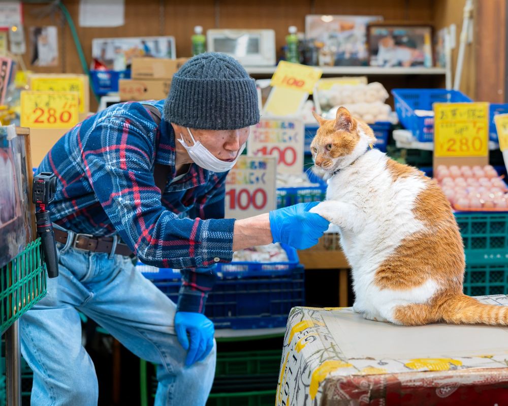 Mei-chan, a white and ginger cat, shakes the hand of a market worker.