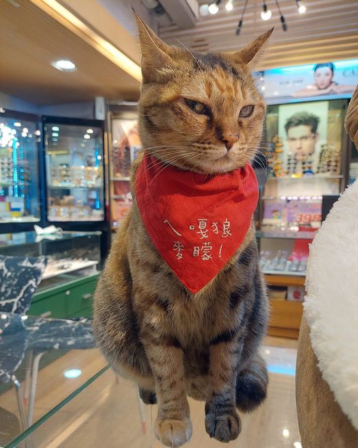 A brown shop cat wearing a red bandana