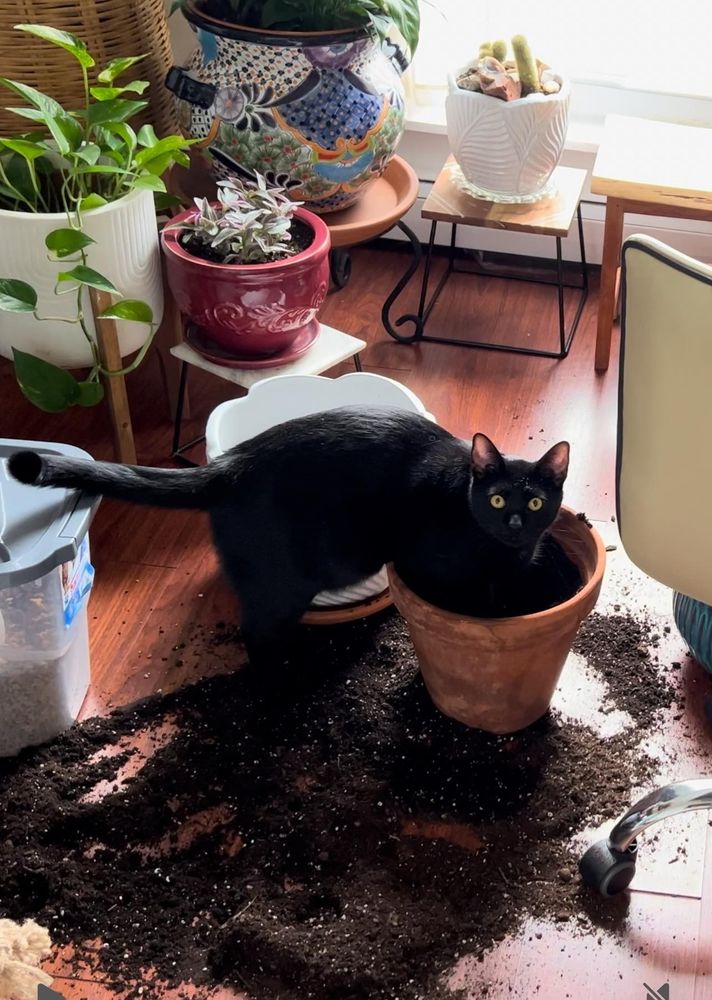 Lenny, a black cat, is caught playing with soil in a plant pot, which he has thoughtfully strewn all over the floor.