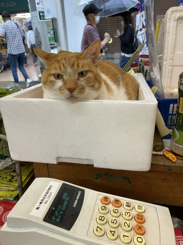 A ginger and white cat inside a box in a market.