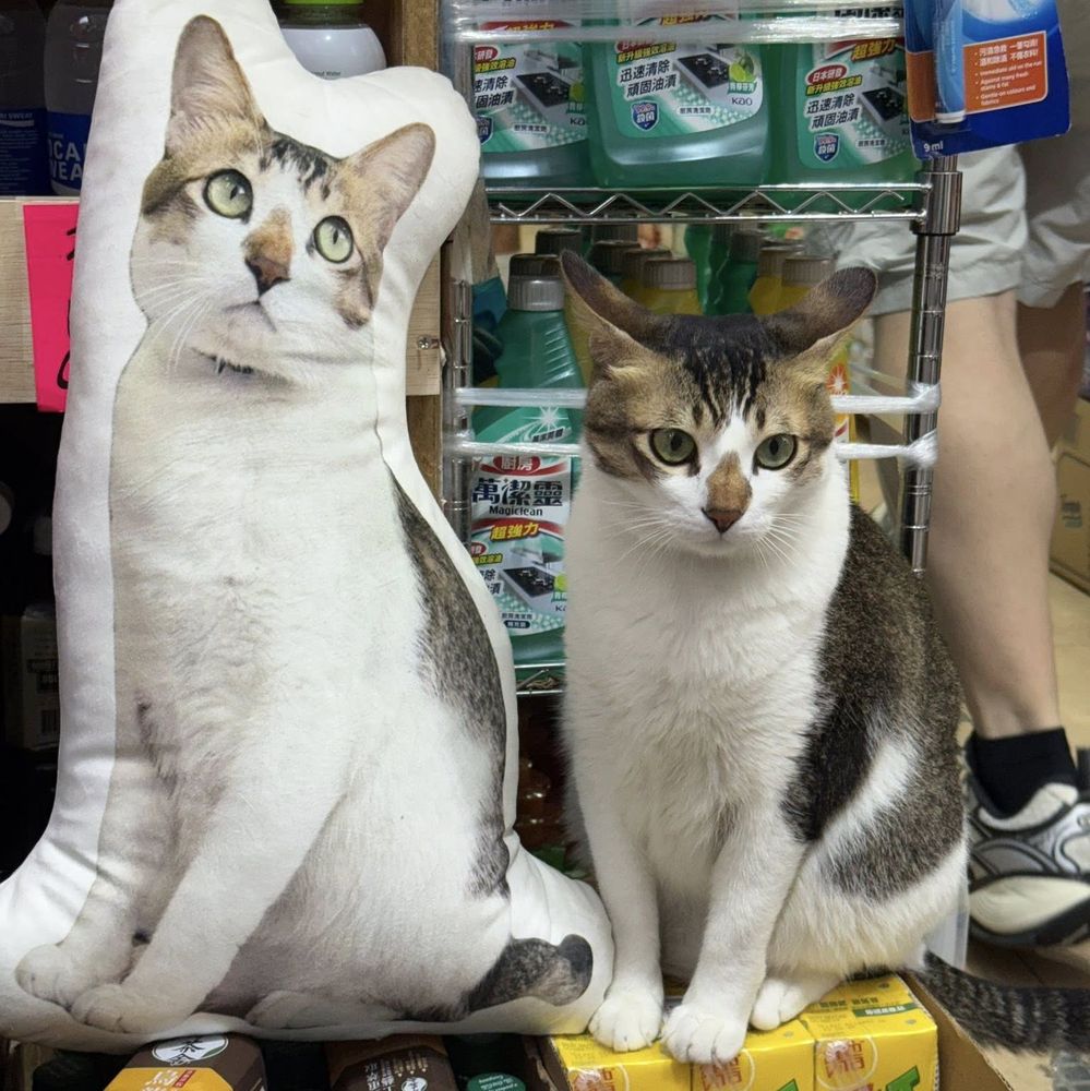A brown and white cat next to a pillow with the cat's image printed on it.