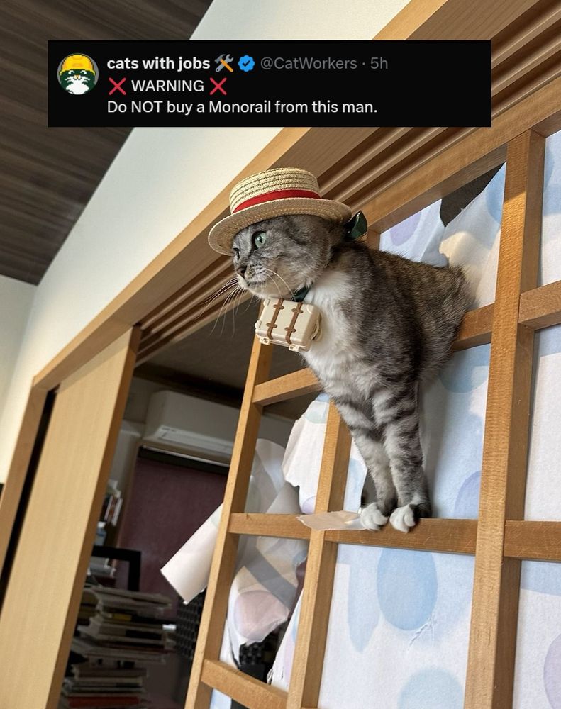 A cat wearing a snazzy hat is peeking through some broken shoji blinds.