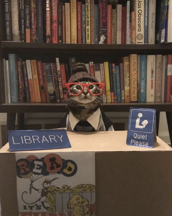 A cat sitting behind a library desk in front of books