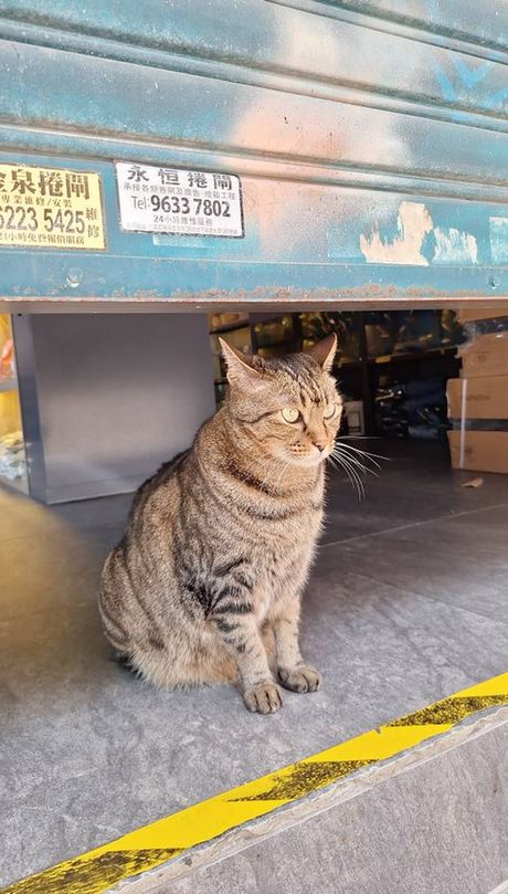 A brown cat sitting under a warehouse door shutter