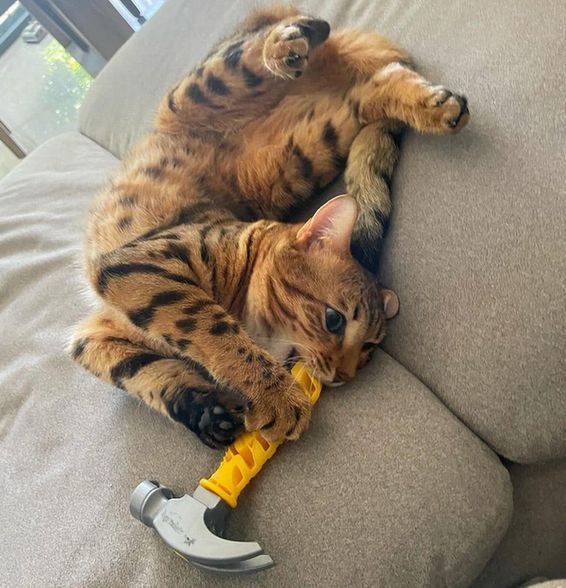 A bengal cat rolling on its back and chewing the handle of a hammer.