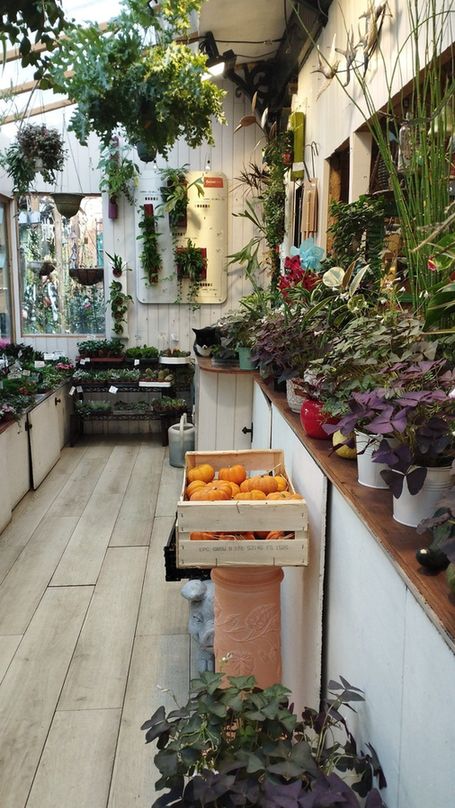 A garden center with various plants and crops. A white and black cat is hiding somewhere in frame.