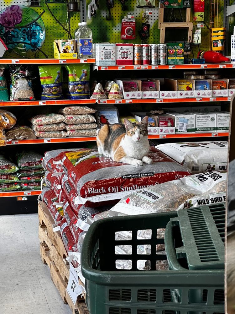 A calico cat sitting on bags of sunflower seeds