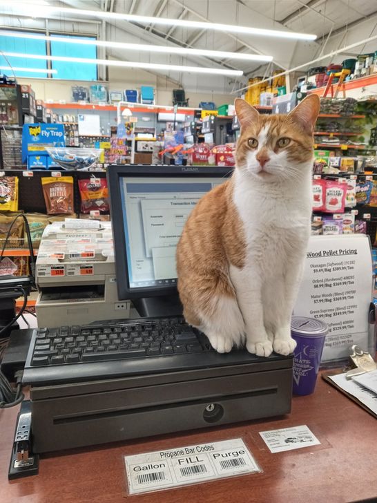 A white and ginger cat in a hardware store sitting on a cash register.
