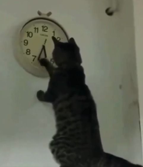 A brown cat pawing at the hands of a clock