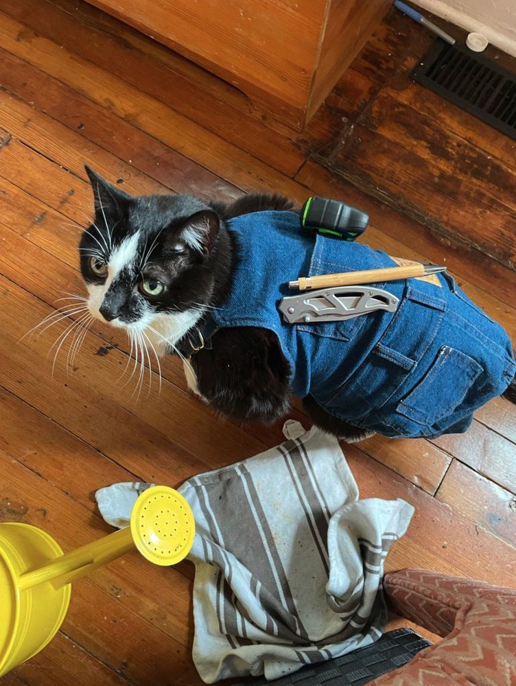 A black and white cat wearing denim overalls and with tools strapped to their clothes stands on a wood floor next to a bright yellow watering can and a towel.