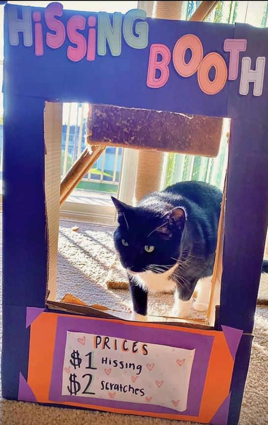 A black and white cat inside a homemade 'hissing booth'