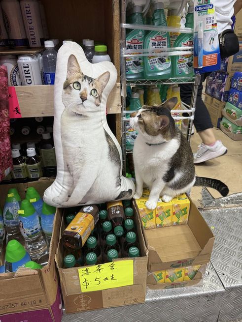 A brown and white cat next to a pillow with the cat's image printed on it.