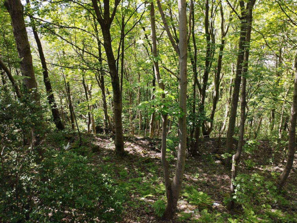 Wandering through the trees