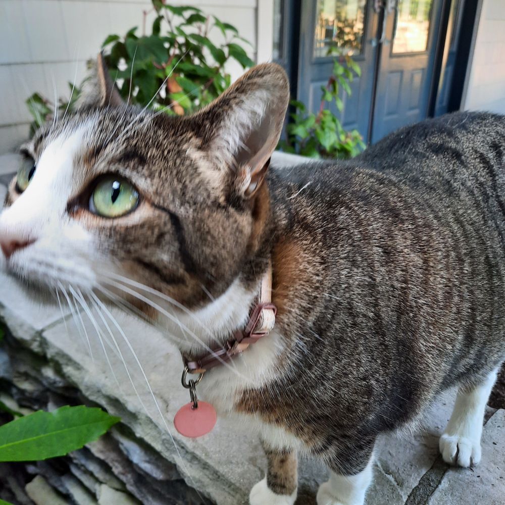Pretty American short hair cat watching birds nest (cheep cheep!).