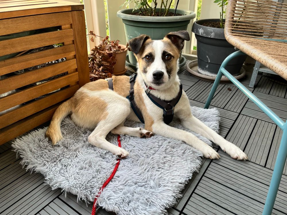 Dog lovingly staring into the camera while seated on a carpet on a balcony.