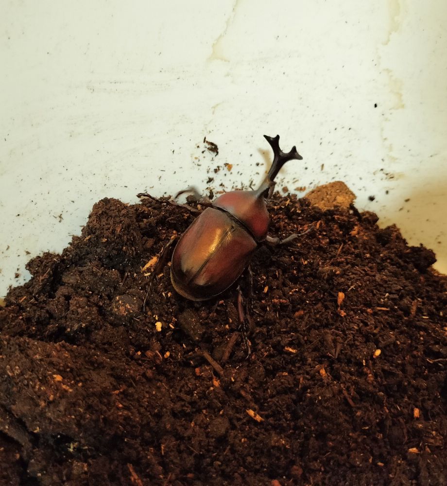 カブトムシ
