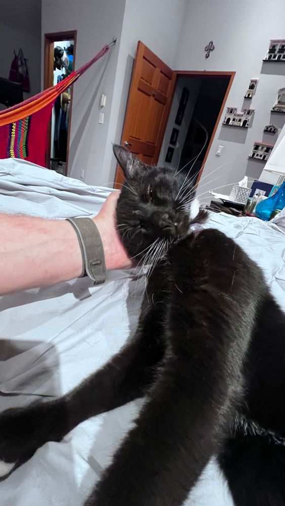 Getting some kitty scritch time with Jagger. 