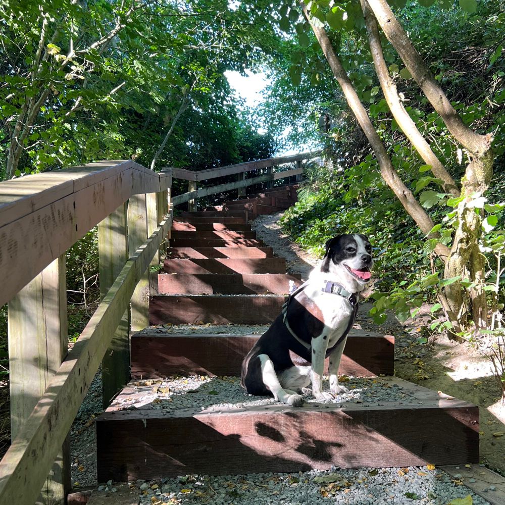 Peanut sitting on the steps leading away from Solstice Park in West Seattle. 