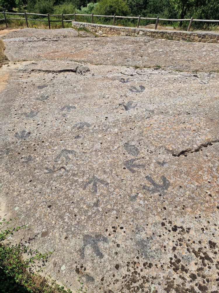 A set of dark dinosaur footprints in solid rock.