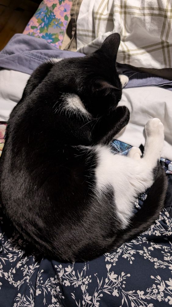small tuxedo cat curled up purring