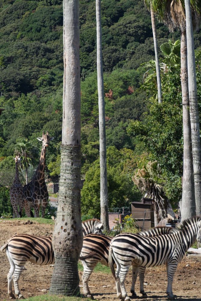 シマウマと奥にキリン