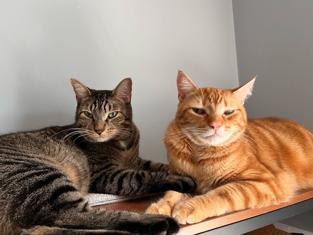 The same tabby cat (Turtle) and his orange brother (Pinto) cozying up together as they sprawl on top of a bookshelf. Their eyes are open and they are both looking at the camera, the orange cat with a slightly suspicious air (but that just his face). The tabby cat has one of his front paws resting on top of his brother’s paw.