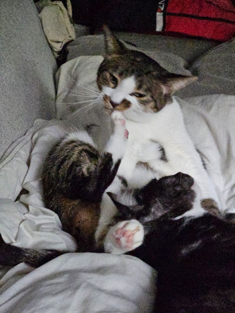 A white and brown tabby cat sits like a human on a white blanket nestled on a couch. He has one back paw up and is chewing on a toe while he cleans it. He has white back paws and pink toe beans. 