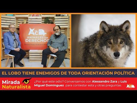 Mirada Naturalista | La derecha contra el lobo 🐺