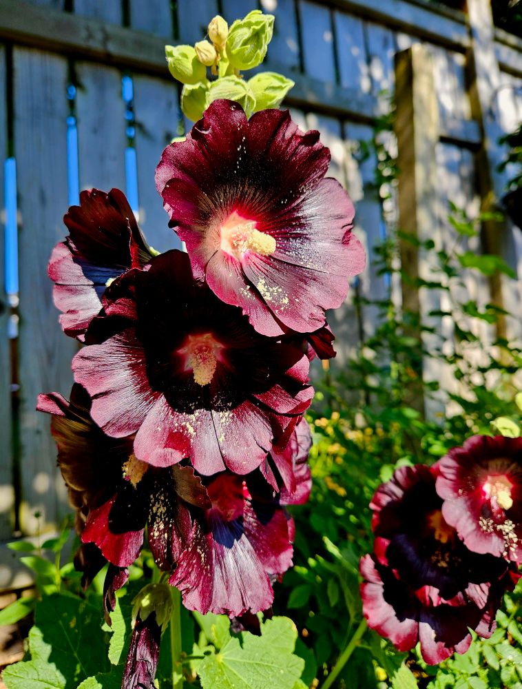 Close-up of dark purple hollyhock flowers with light centers and yellow stamens, blooming in front of a wooden fence with green foliage in the background. 