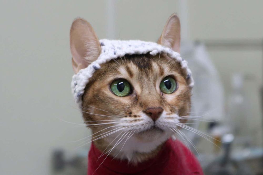 Cats have brain activity recorded with the help of crocheted hats