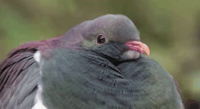 a close up of a pigeon 's head with a red beak