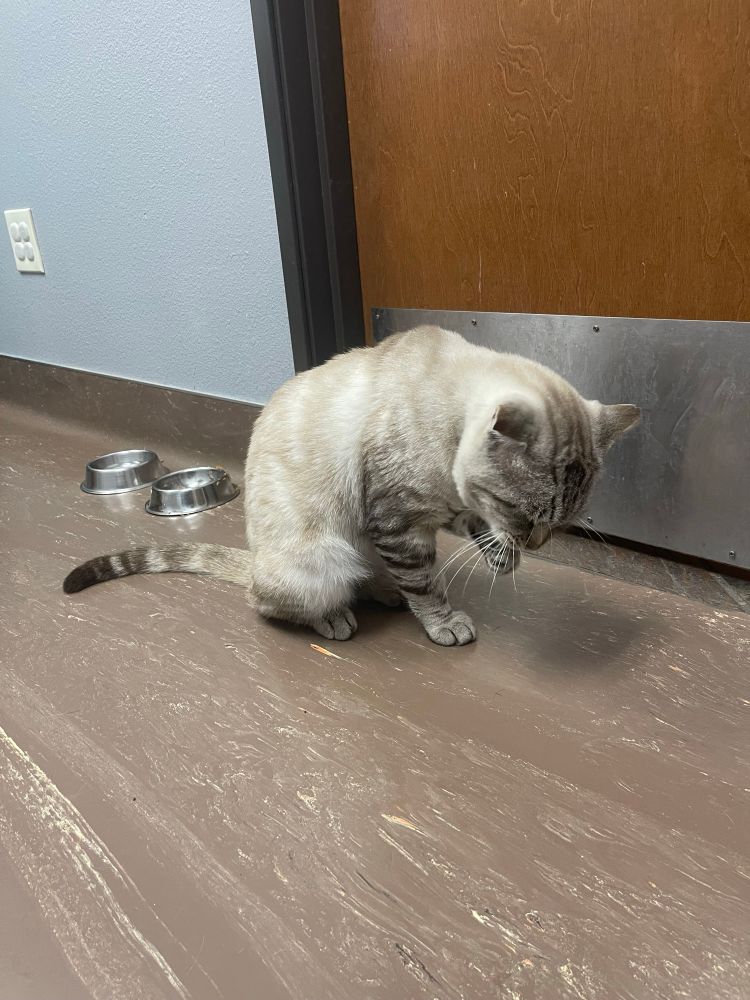A light color tabby cat cleaning itself in a vet office