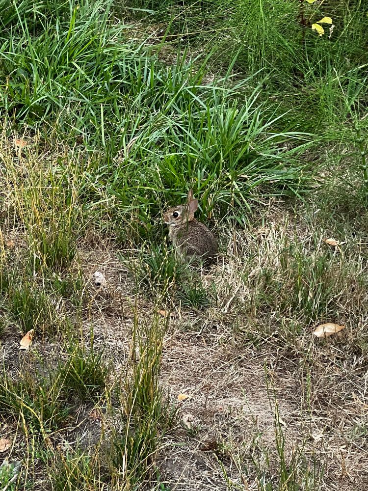 A very small cottontail bunny sitting in some unmoved grass beside a neighborhood street. It looked tiny enough to hold in the palm of my hand. 