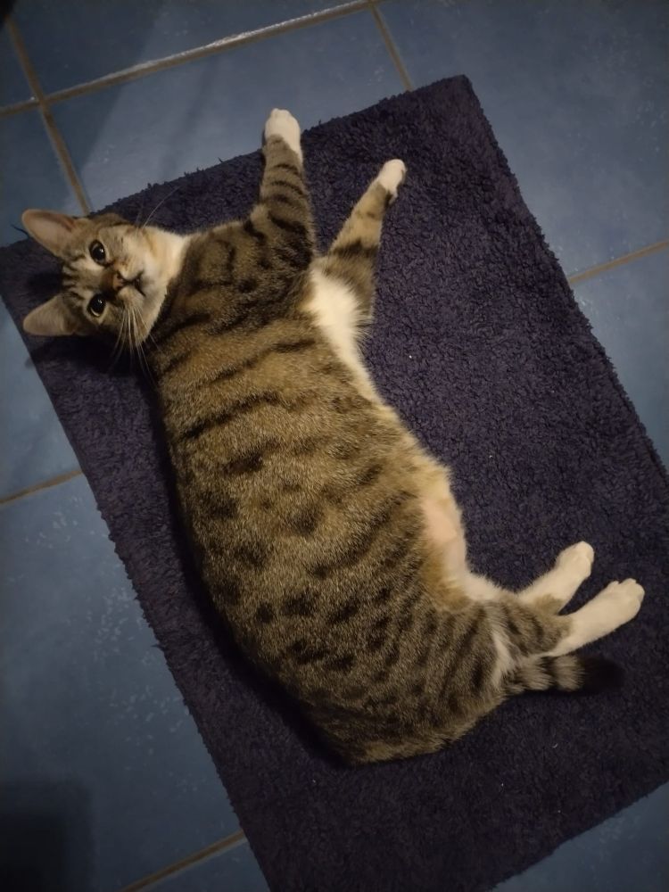 Auf einem blauen Badvorleger liegt eine graugetigerte Katzendame.