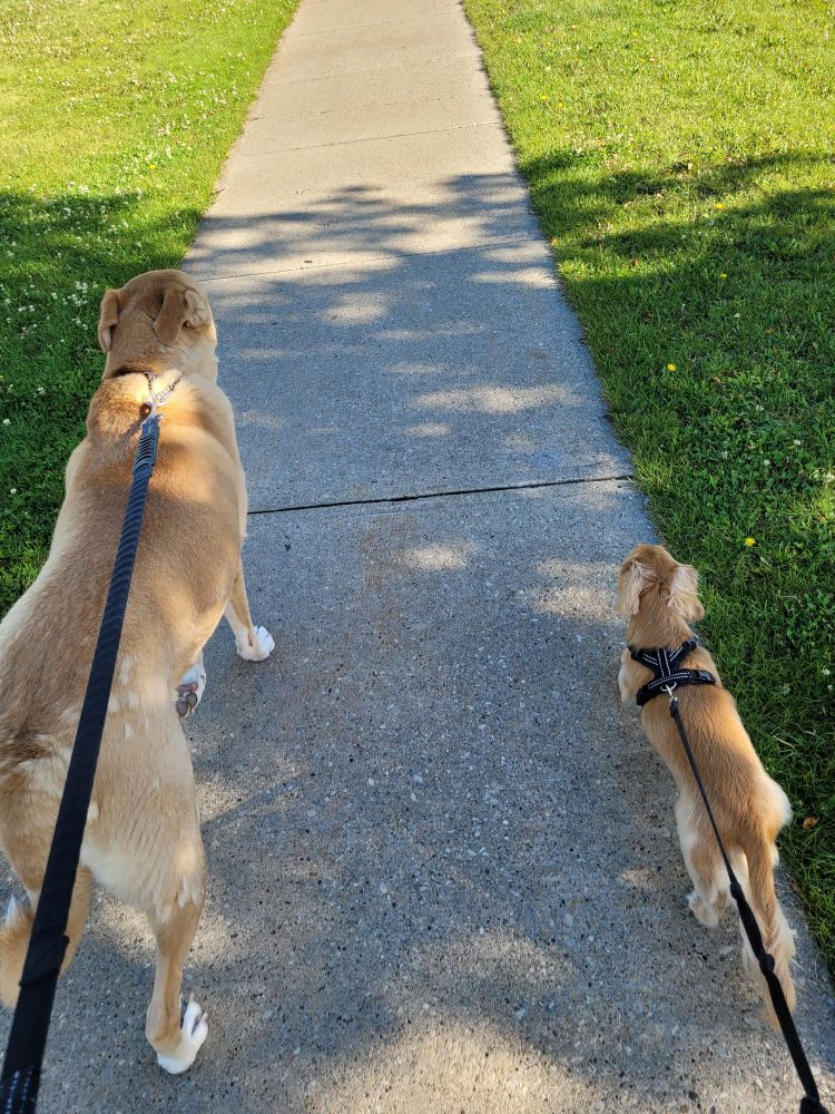 Two blonde dogs lead the way on a walk through the park. One dog is significantly larger than the other.