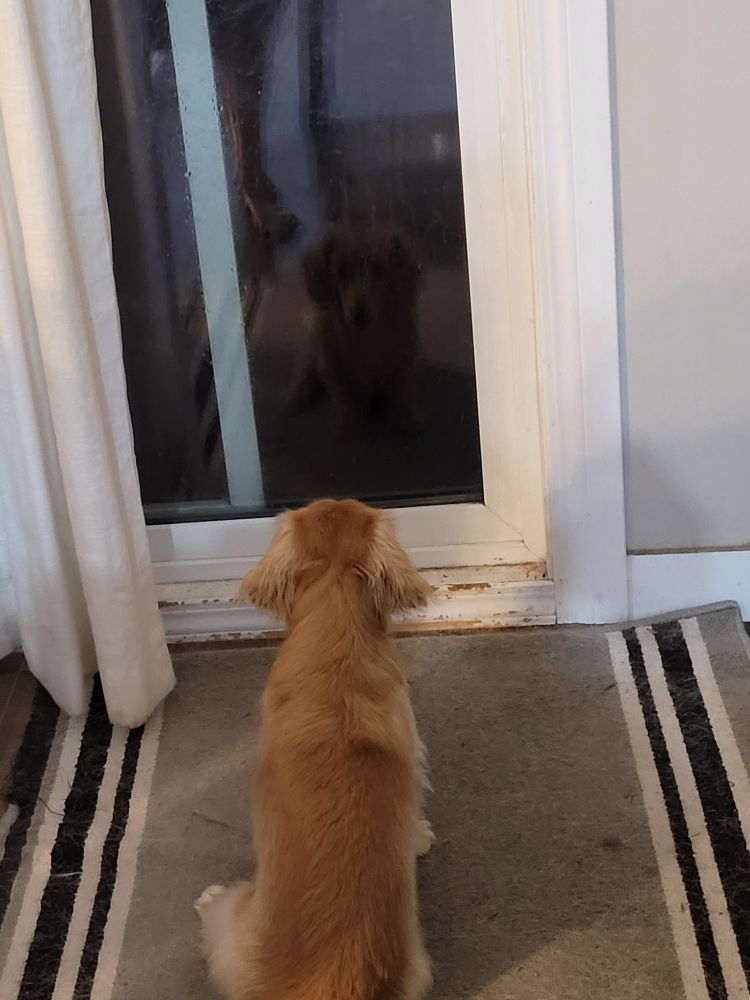 A tiny dog sitting on a mat, staring at his reflection in a glass door.
