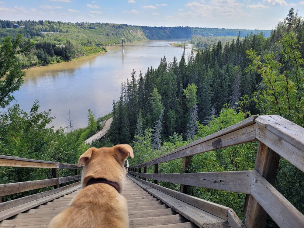 Fred the big blonde lab mutt, staring down a large set of wooden stairs, overlooking the North Saskatchewan river. 
