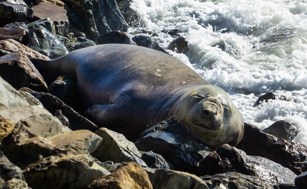 Rare visitor makes himself at home