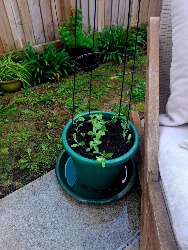 Sugar snaps pea & sweet pea seedlings in a pot with a trellis, ready to grow!