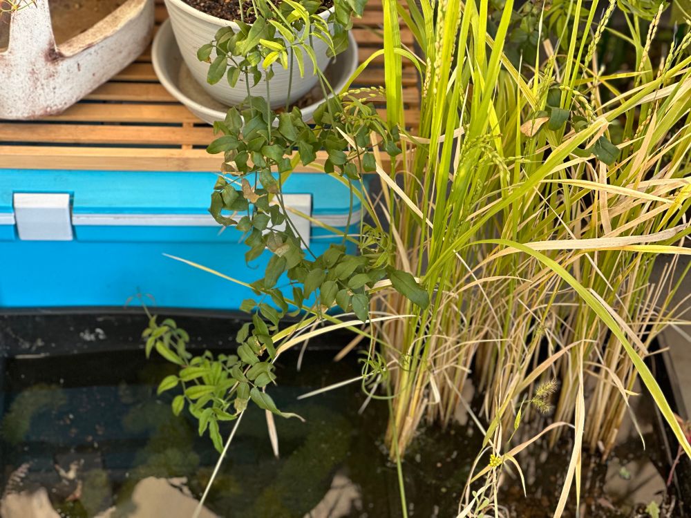 ビオトープの様子。
土を入れた陸地が半分で残り半分は水を溜めている。
水中にはカボンバ（買った水草）と勝手に増えてきたアオコなどが生えている。その他、ミジンコがいるみたい。