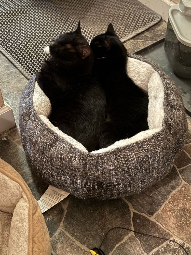 They each have their own bed
